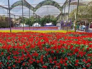 Lavender-Garden-Cameron-Highlands_NHA_2